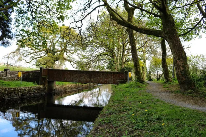 Der Demesne-Park in Castlerea: gemähtes Gras unter alten Bäumen am Fluss.